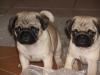  vand mops