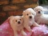  vand puiuti bichon frise albi imaculati