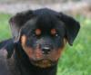  vand pui Rottweiler