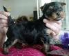  vand pui Yorkshire terrier toy