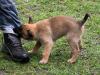  vand pui Ciobanesc Belgian Malinois