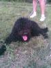  caut catea caniche pentru imperechere cu un caniche superb si mare