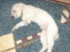  pierdut caniche