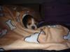  vand urgent mascul beagle tricolor iasi